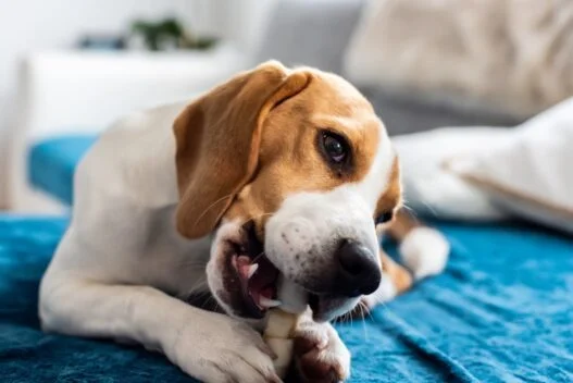 Hund der spiser snacks